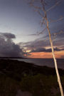 century plant in front of a beautiful turks and caicos sunset